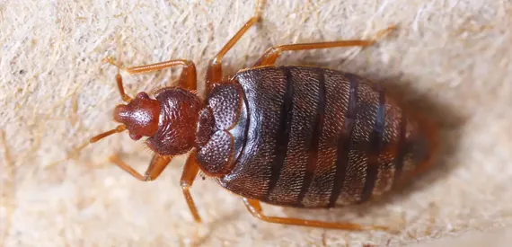 Bed Bug Treatment