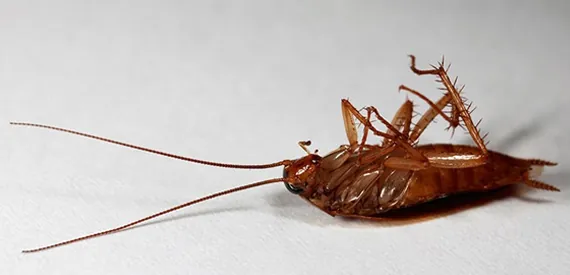 Cockroach Control