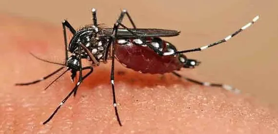 Mosquito Control